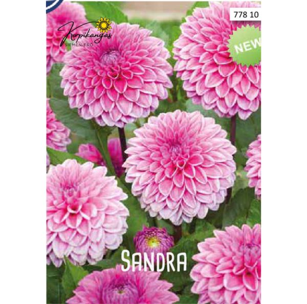 Bolldahlia